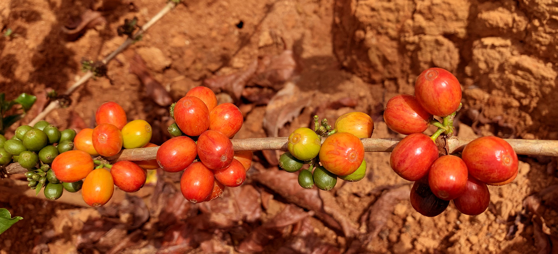 Arabica coffee